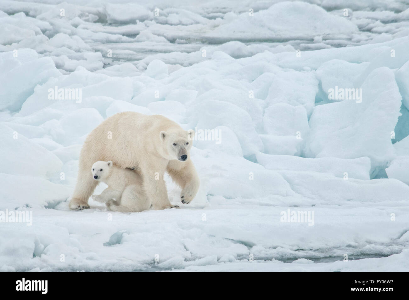 Polar Bear Mother with Cub, cuddling together, Ursus maritimus, Olgastretet Pack Ice, Spitsbergen, Svalbard Archipelago, Norway Stock Photo