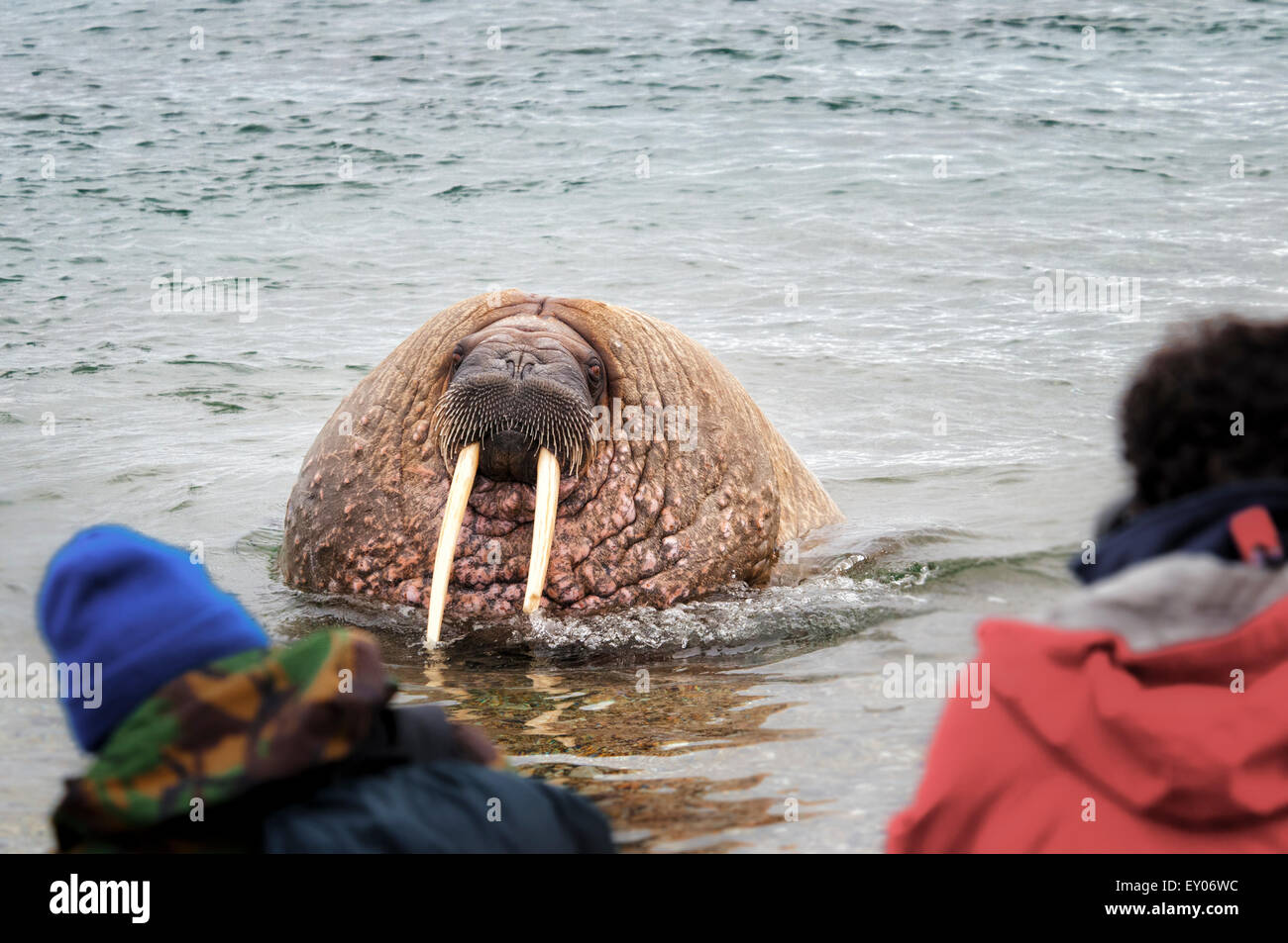 Walrus, Odobenus rosmarus, in the water, observed by two people,Torelineset, Svalbard Archipelago, Norway Stock Photo