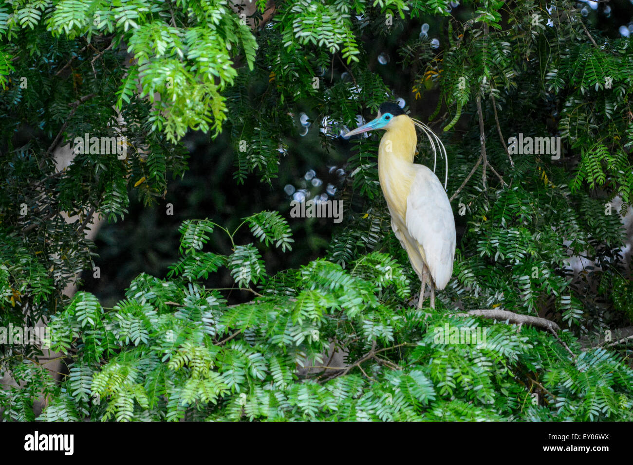 Solitary Capped Heron, Piherodius pileatus, Pantanal, Mato Grosso, Brazil, South America Stock Photo
