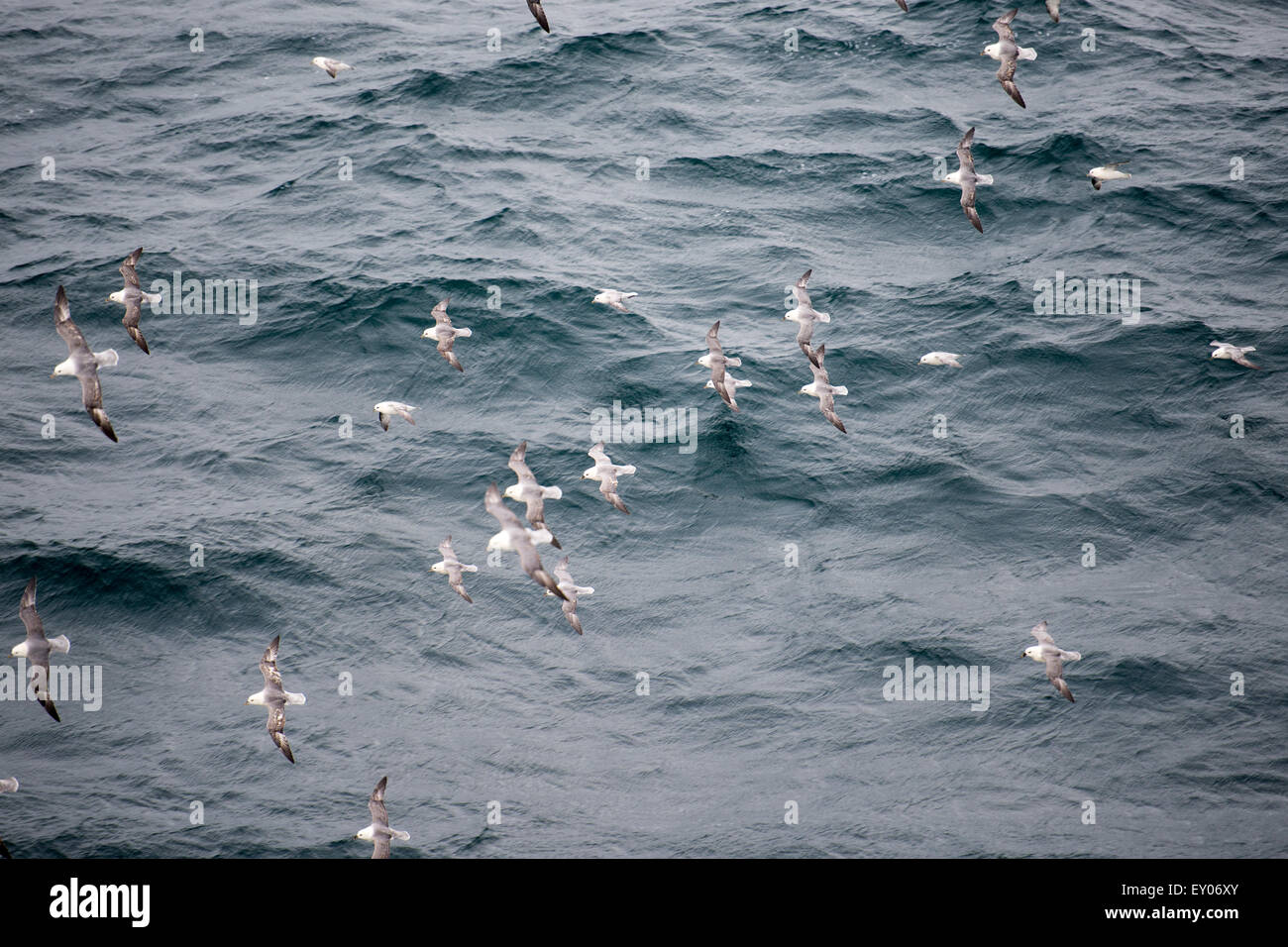 A flock of Northern fulmars, Fulmarus glacialis, flying over water Stock Photo