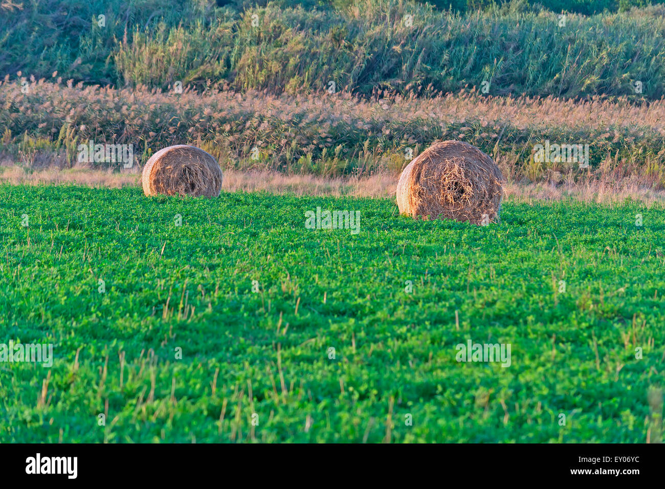 two hay bales in a green field Stock Photo - Alamy