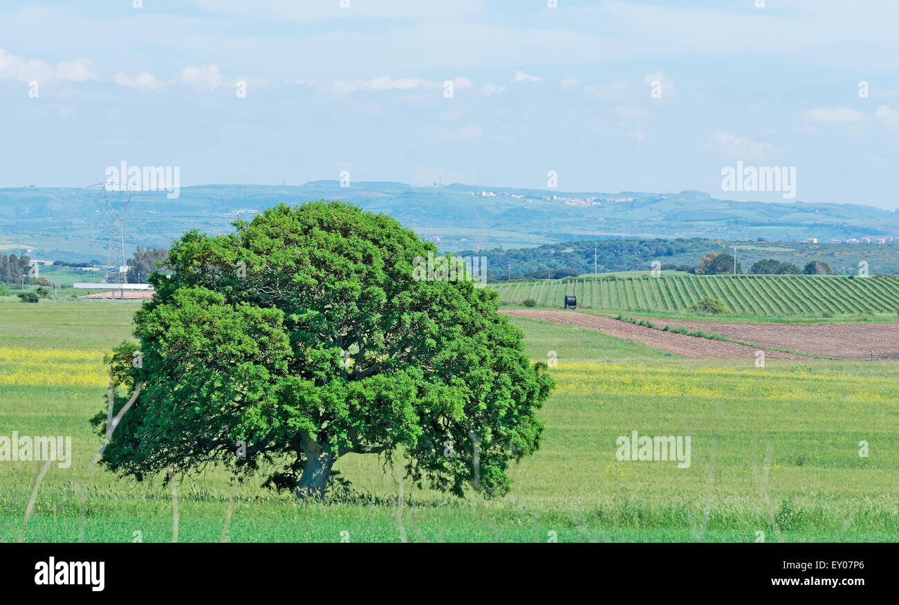 tree under a blue sky with clouds in Sardinia, Italy Stock Photo - Alamy