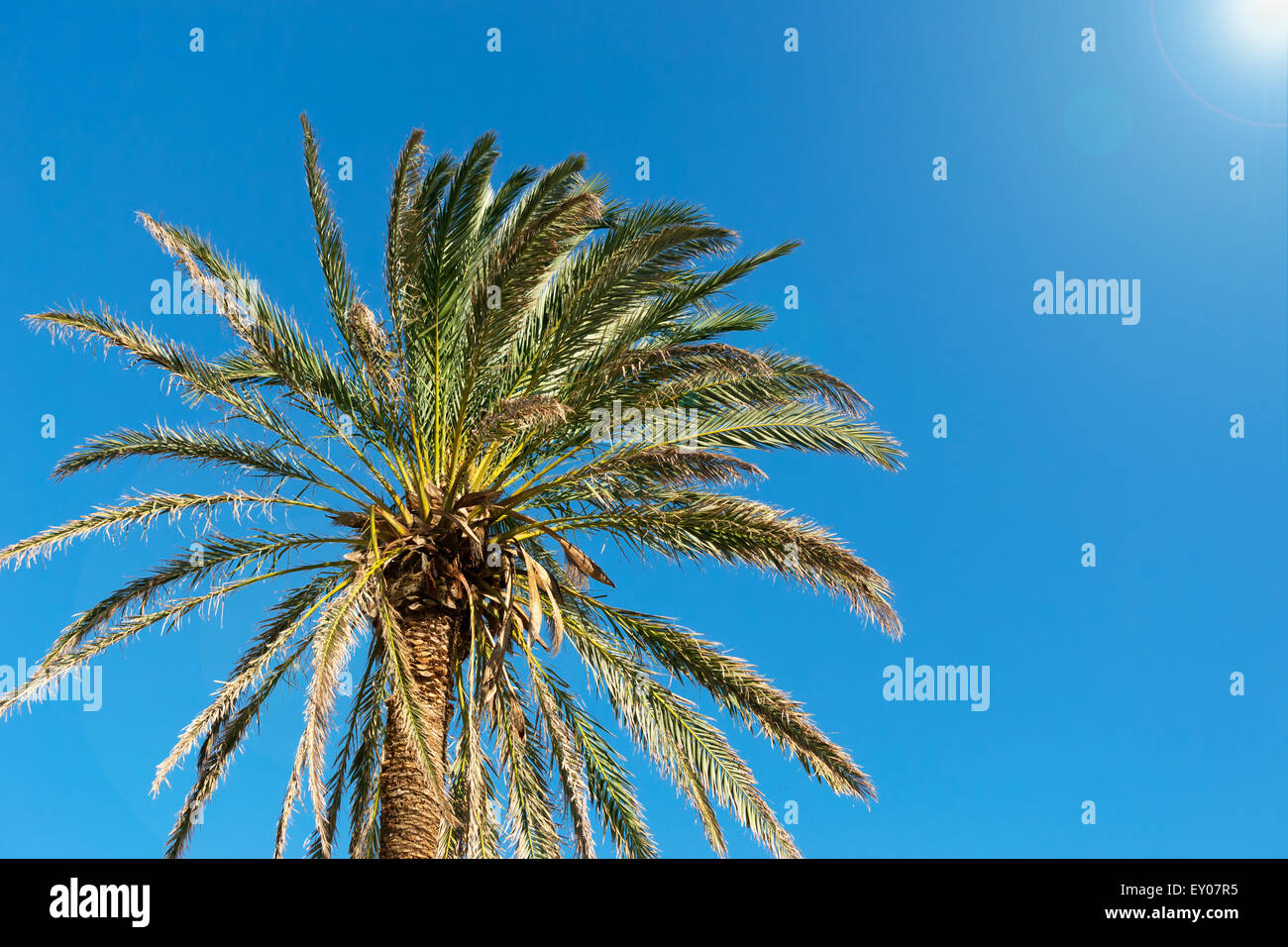 tree under a blue sky with clouds in Sardinia, Italy Stock Photo - Alamy