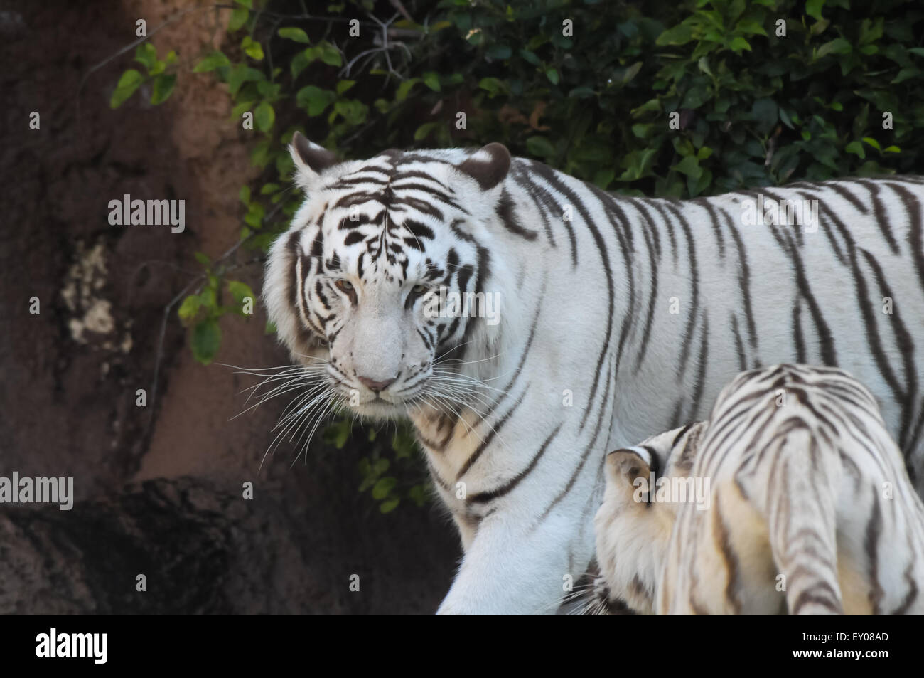 Black and White Striped Tiger Stock Photo - Alamy