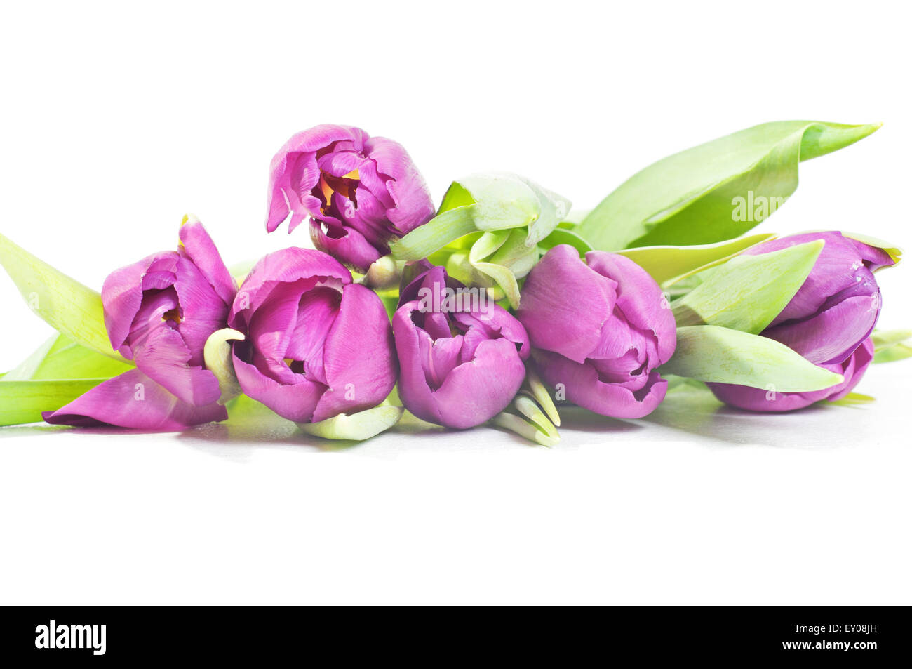 Tulips isolated on white background Stock Photo - Alamy