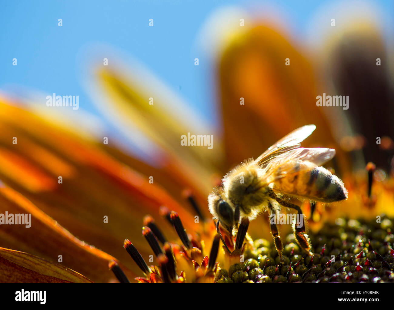 Roseburg, Oregon, USA. 18th July, 2015. A honeybee forages on a