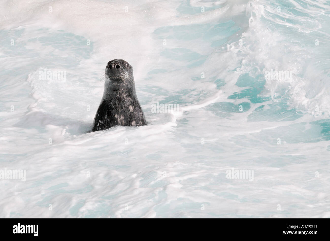 A curious grey seal (Halichoerus grypus) rises out of the surf to investigate passers-by. Hirta, St Kilda, Scotland, UK. 08Jul15 Stock Photo