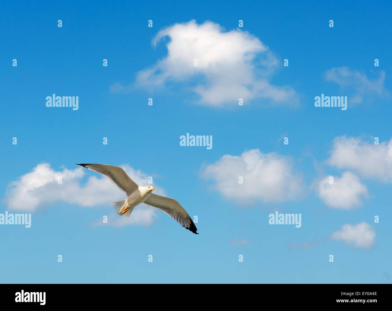 seagull flying in the blue sky Stock Photo - Alamy