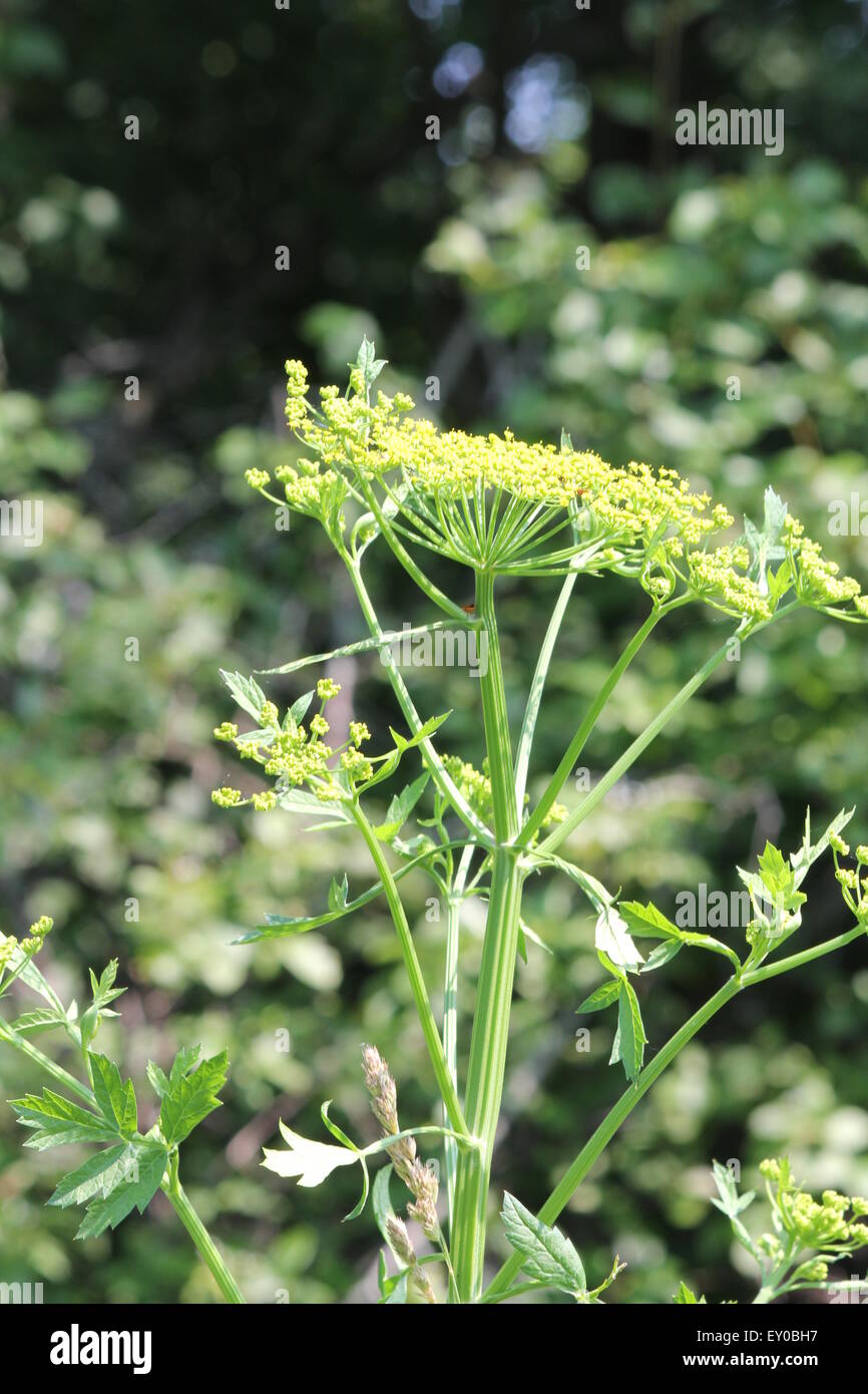 Yellow head and seeds of a Wild Parsnip (Pastinaca sativa) weed in poisonous stage growing in a conservation area in S.E.Ontario Stock Photo