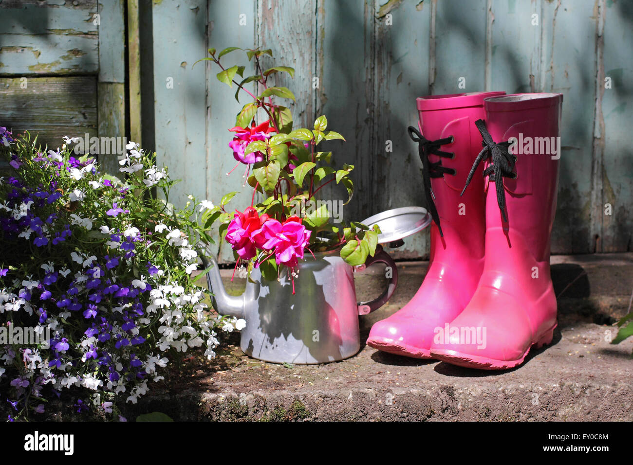 Still life in the summer garden. Pink wellingtons, blue lobelia and fuchsia outside the old wooden shed, vintage style. Stock Photo
