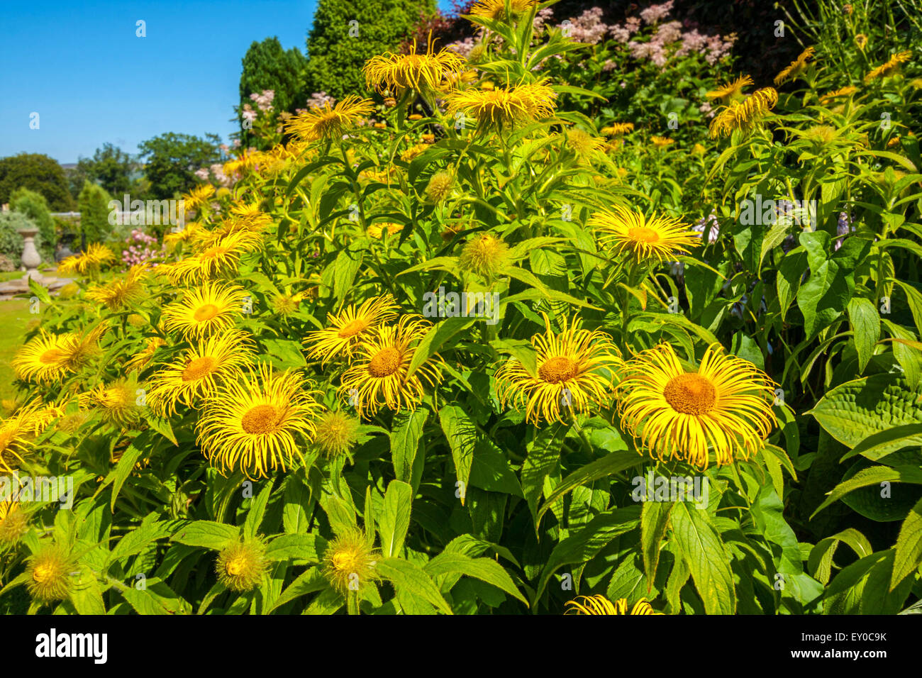 Huge yellow flowers, Inula Hookeri, Hooker Inula, in the sunny garden, close up horizontal shot with bright colours. Stock Photo