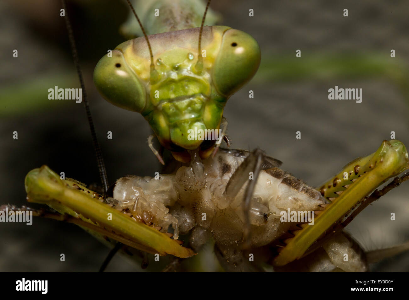 Praying Mantis eating Camel Cricket Stock Photo