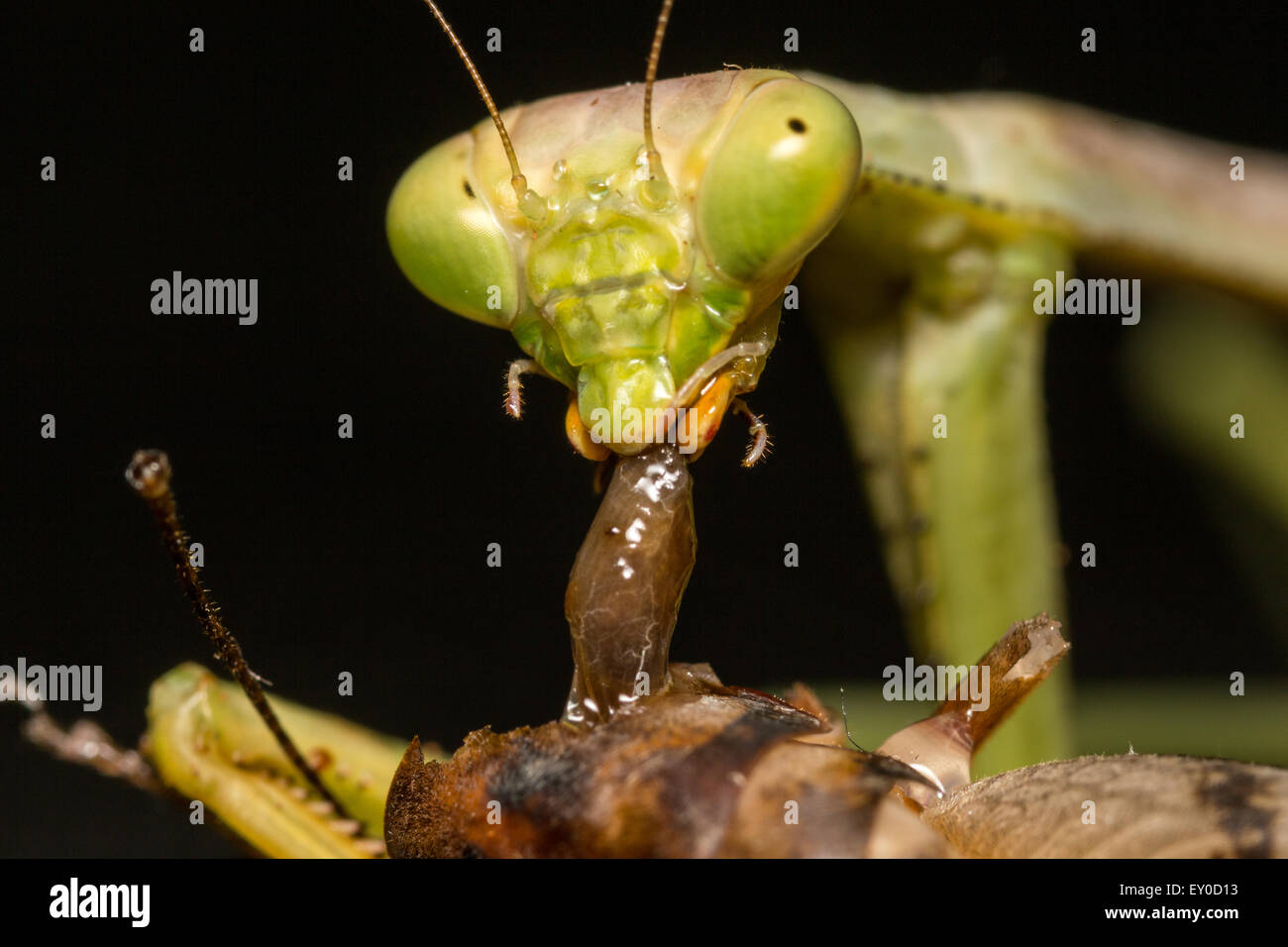 Praying Mantis eating Camel cricket Stock Photo