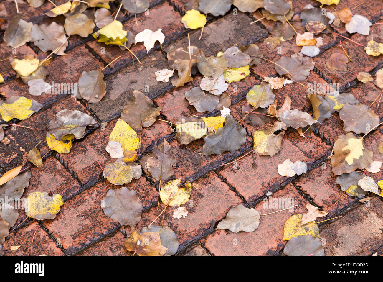 Wet leaves on brick side walk Stock Photo