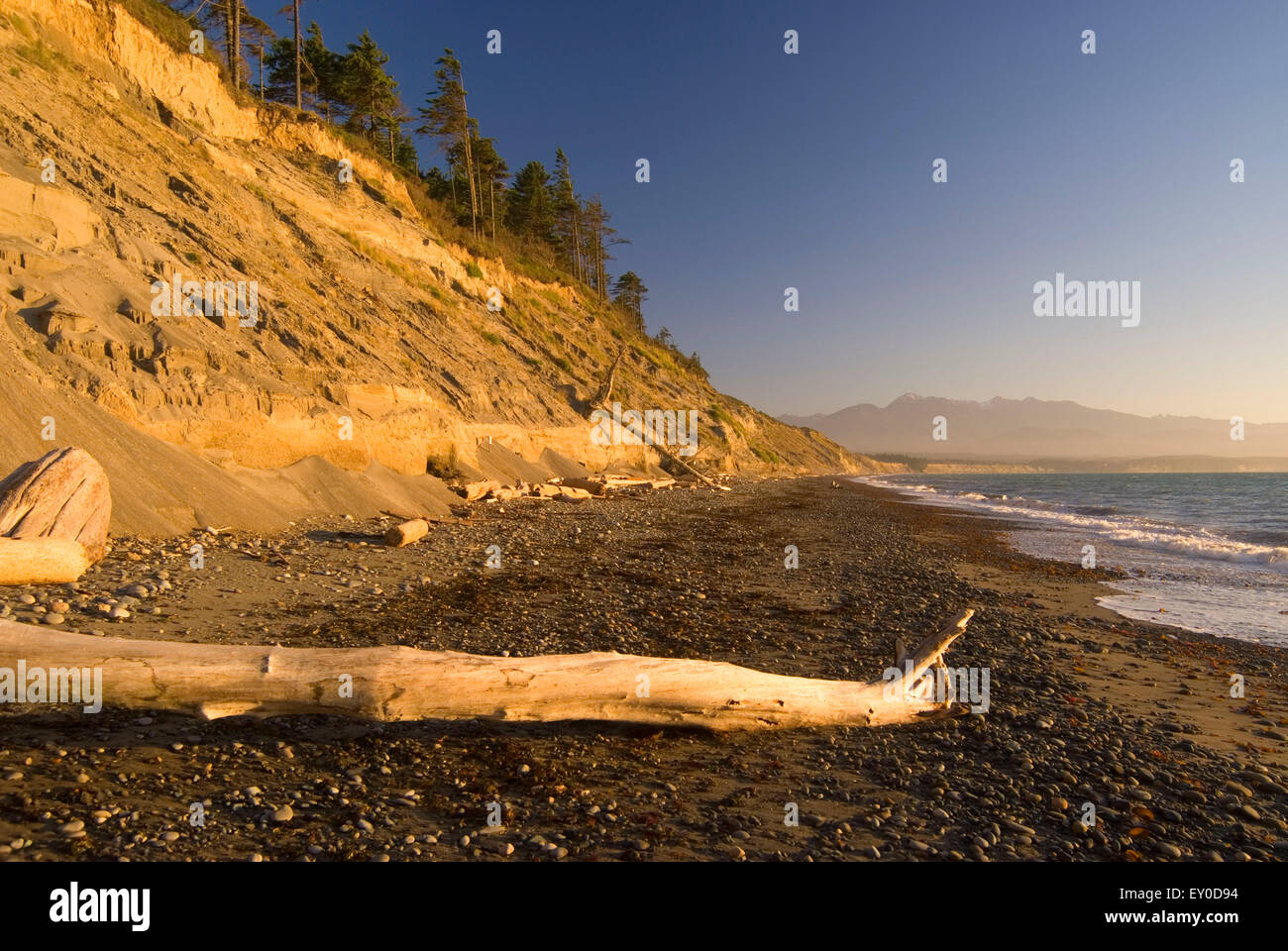 Bluff cliffs over beach, Dungeness National Wildlife Refuge, Washington  Stock Photo - Alamy