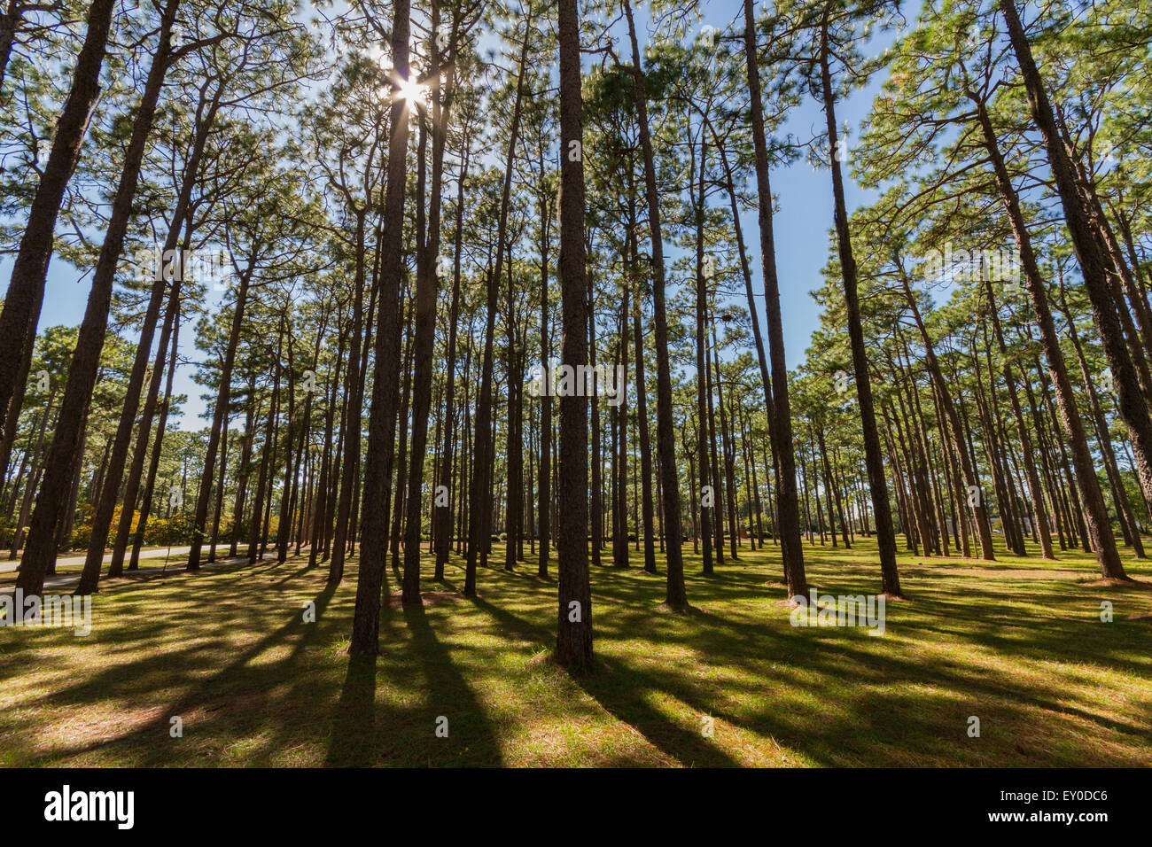 Sun shining through pine trees Stock Photo
