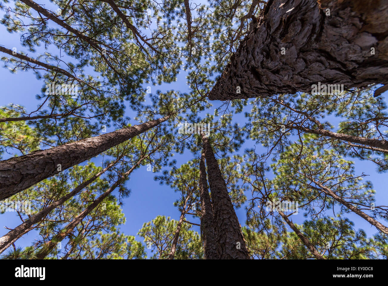 Pine Trees Stock Photo