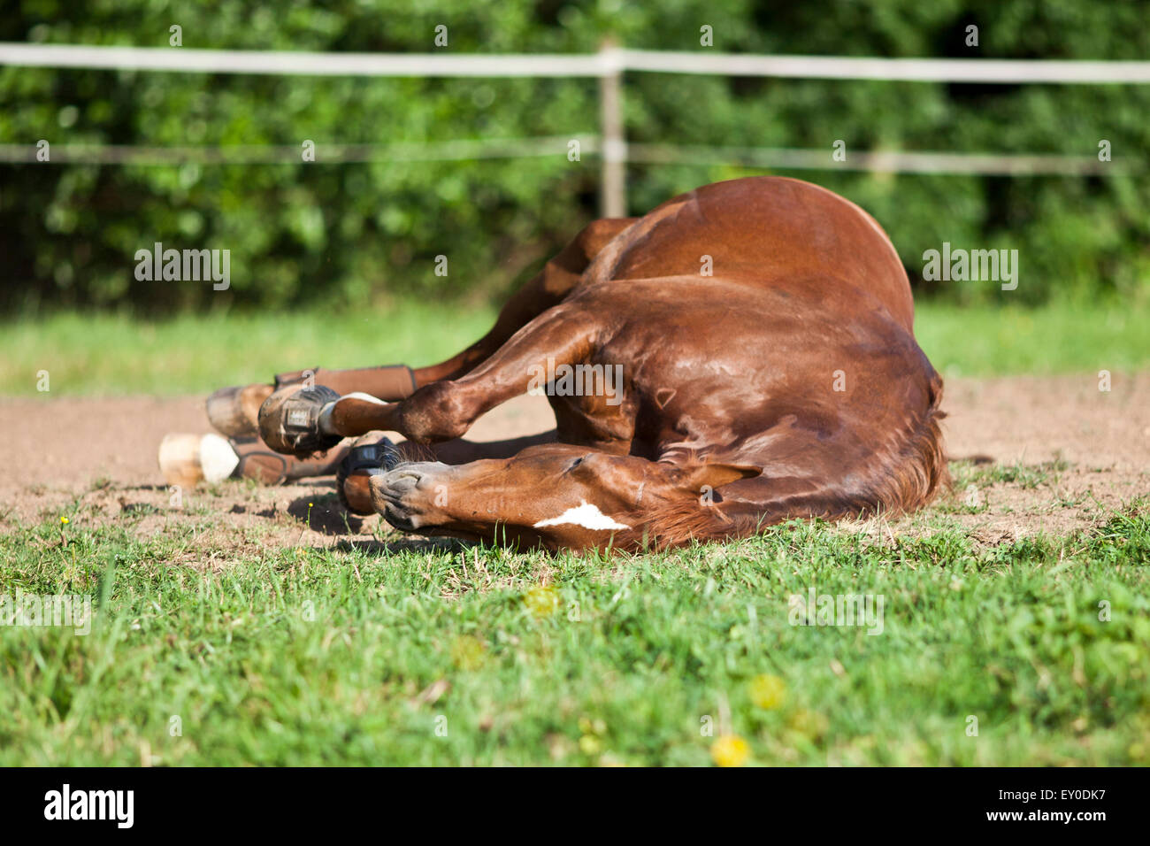 Horse sleep on meadow Stock Photo Alamy