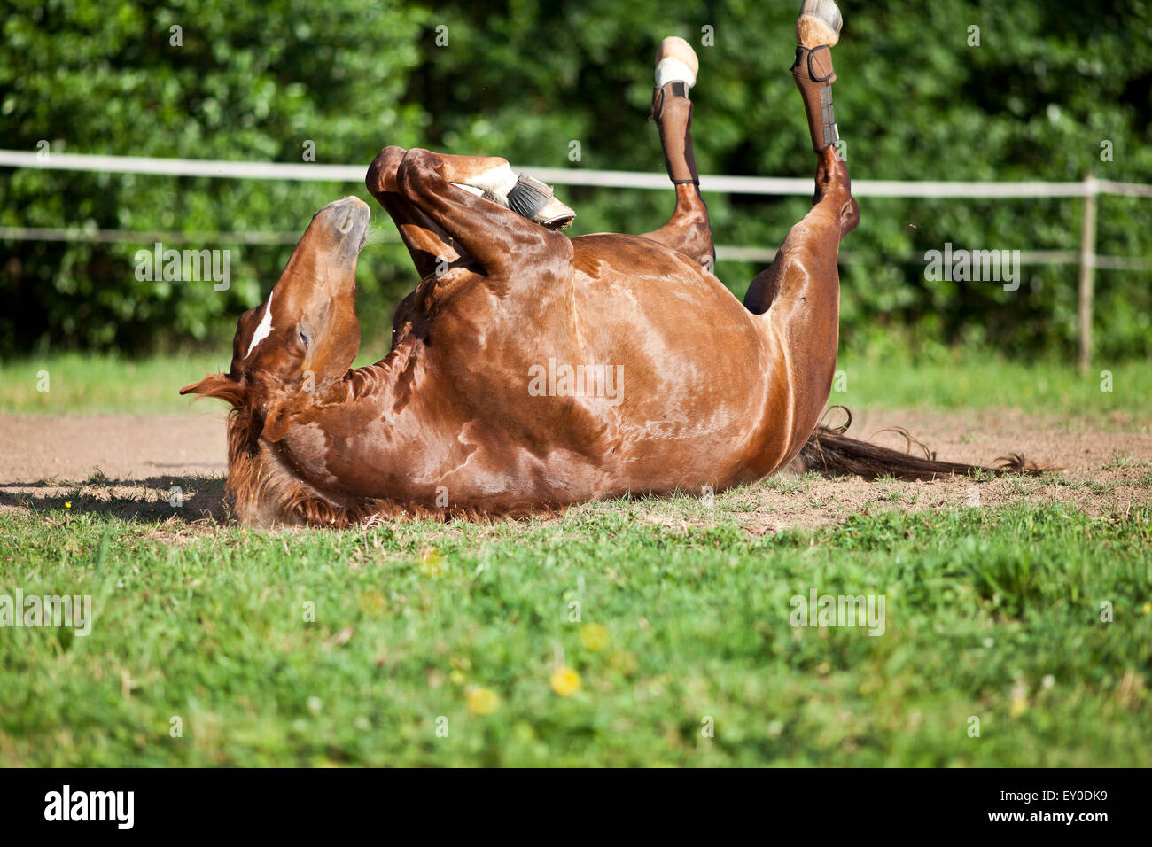 Horse lay on back and having fun to roll in sand. Horses fall down crash Stock Photo