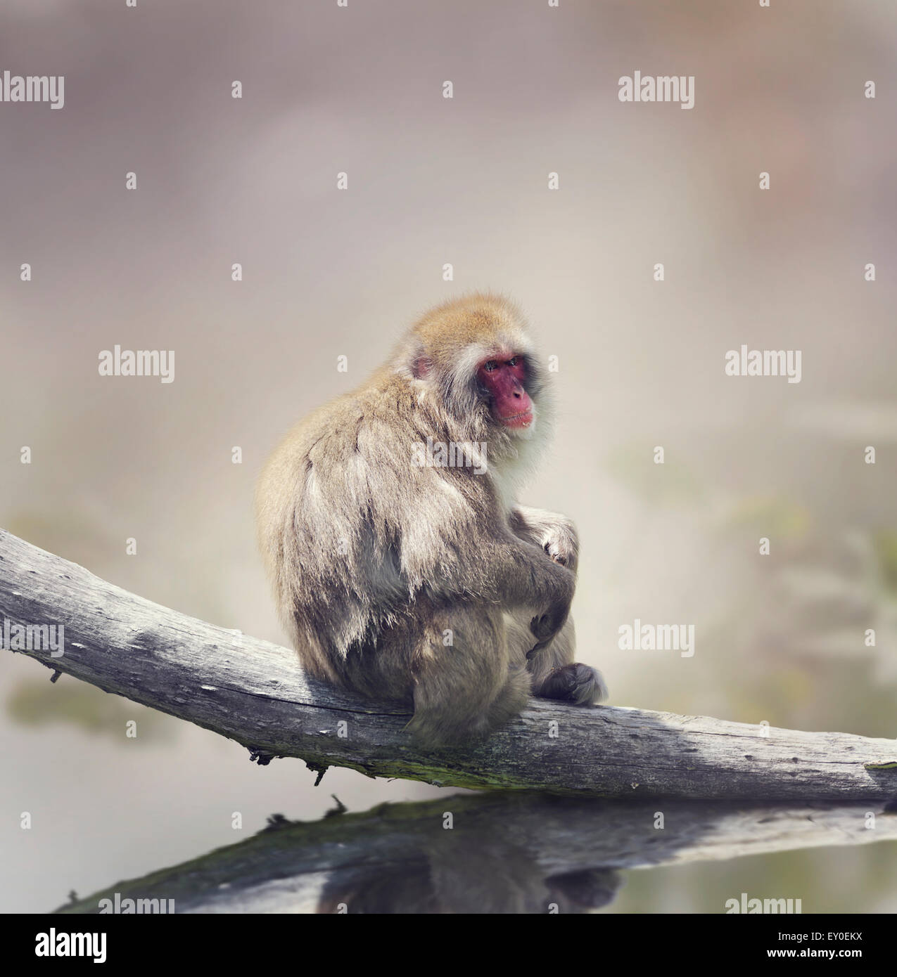 Japanese Macaque On A Log Stock Photo