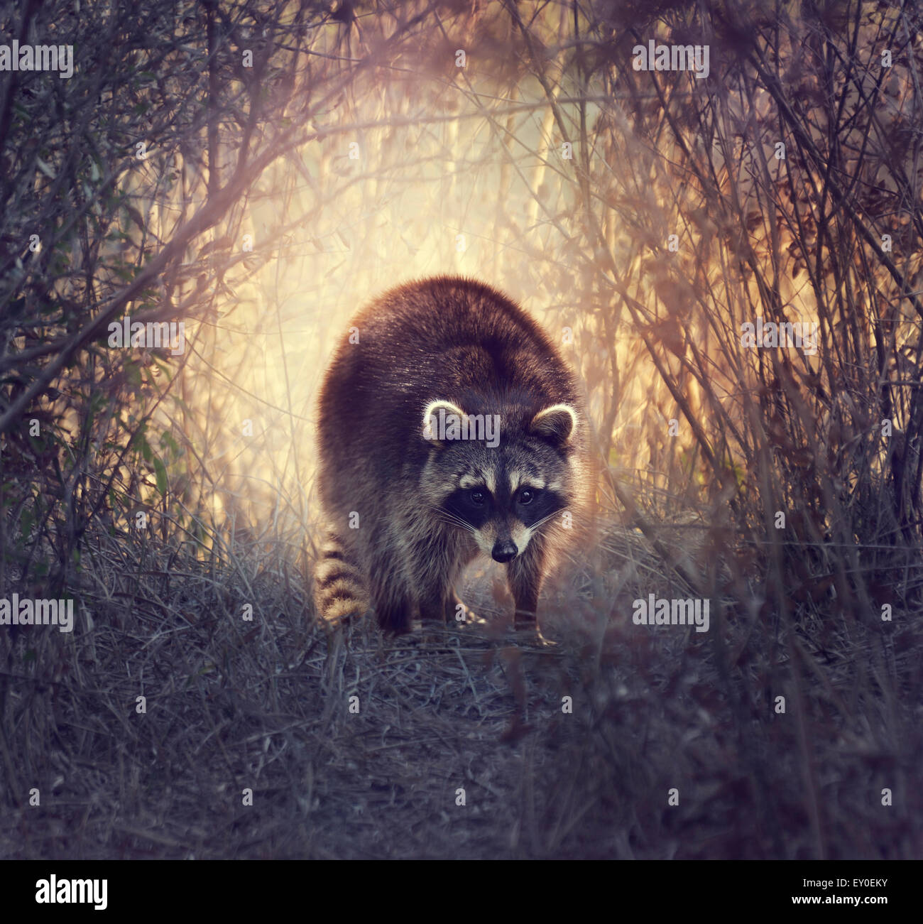 Wild Raccoon In Florida Wetlands At Sunset Stock Photo