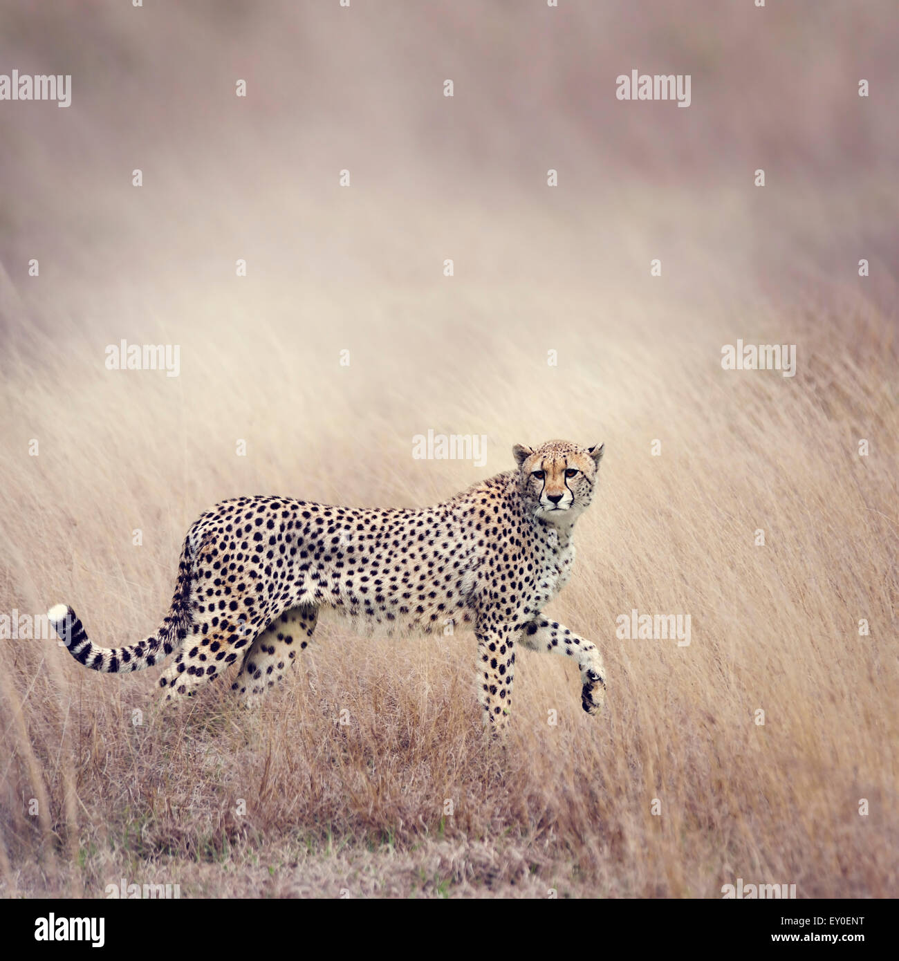 Cheetah Stalking Through The  Grassland Stock Photo