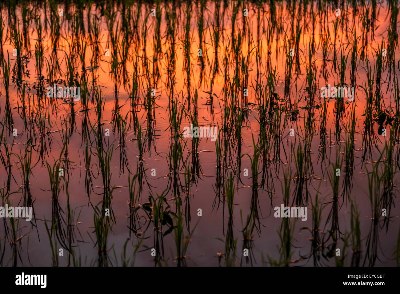 Rice paddy lit from sunset showing red, orange, yellow reflection. horizontal texture and background image Stock Photo