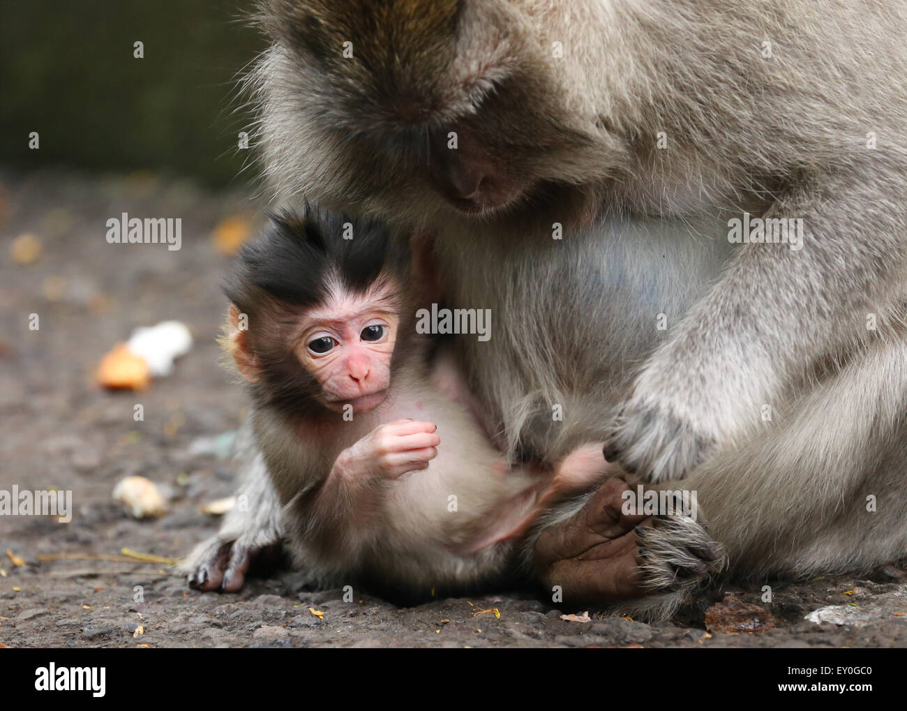 Little Rock Zoo announces two new baby monkeys