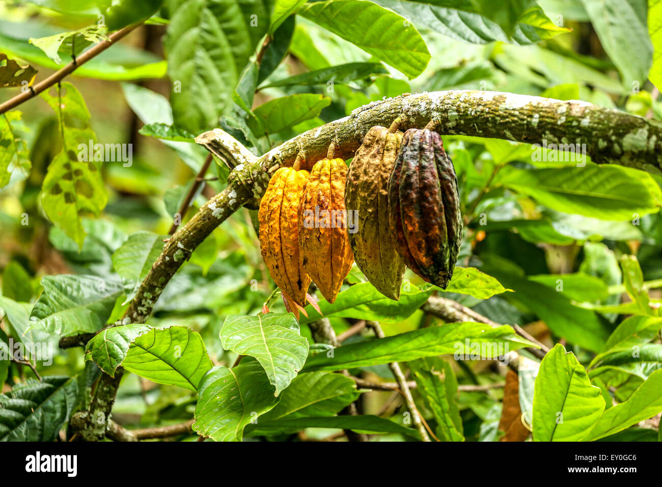 Yellow, brown , orange and green cacao beans hanging from the branch of green 'Theobroma cacao' tree in Bali, Indonesia Stock Photo