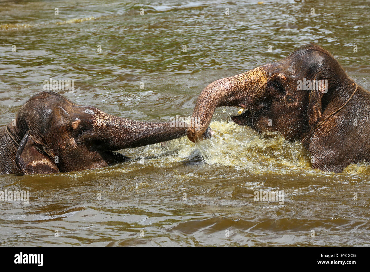 Two brown baby elephants playing with their trunks in a pool in a zoo in Bali, Indonesia Stock Photo
