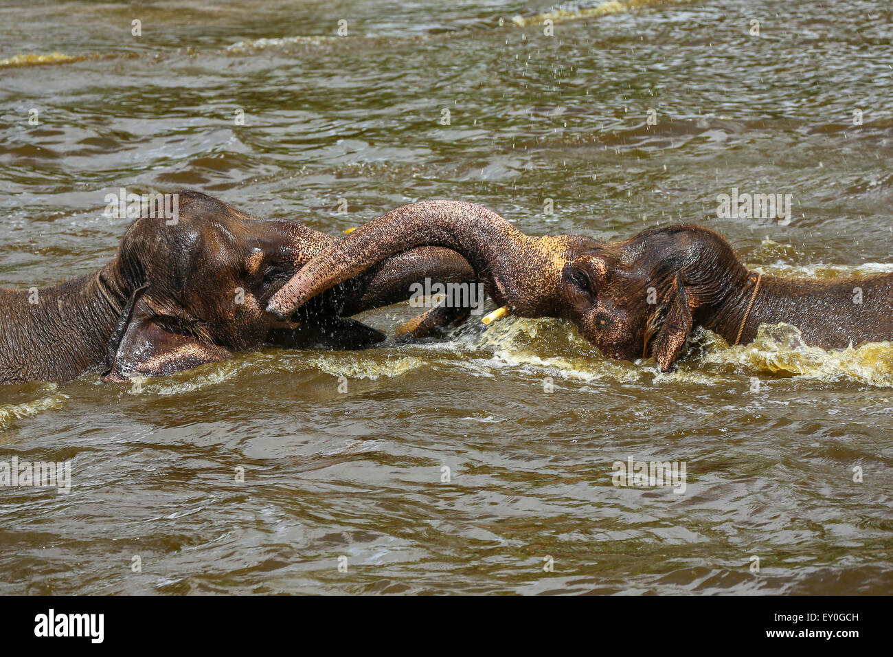 Two brown baby elephants playing with their trunks in a pool in a zoo in Bali, Indonesia Stock Photo