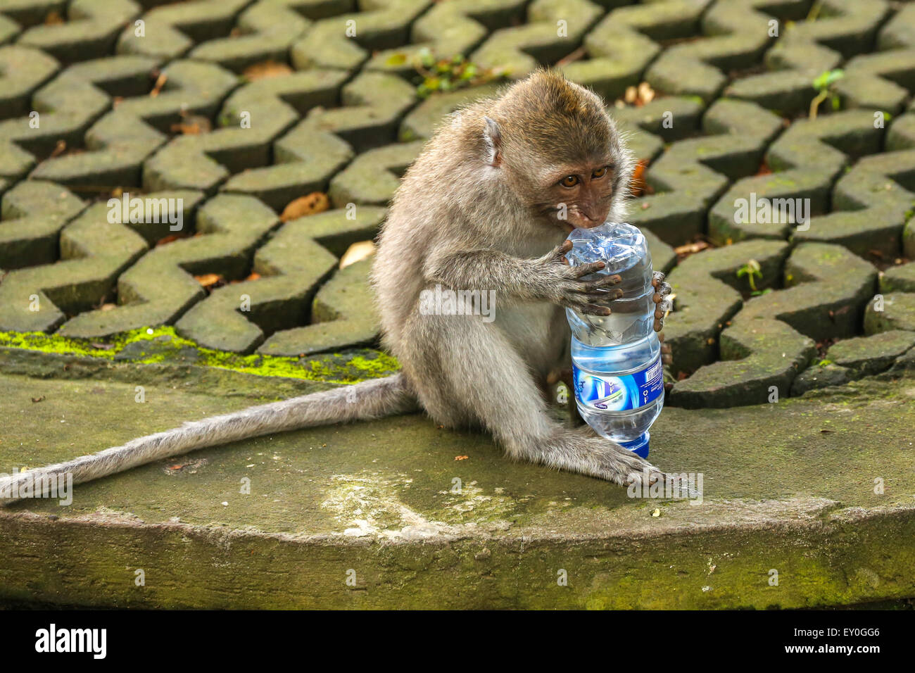 small brown monkey playing with a plastic bottle of water while sitting down. horizontal image. Stock Photo