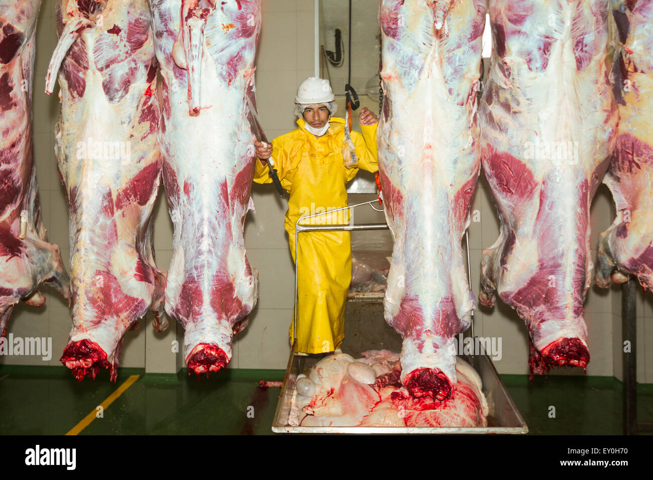 Butcher And Cow Carcasses On The Production Line Interior Of Slaughterhouse Stock Photo