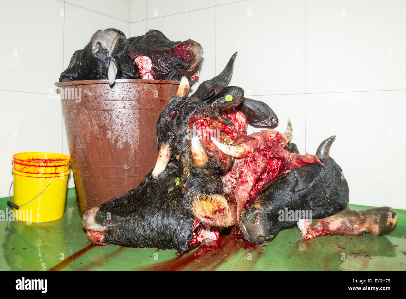 PILE OF ANIMAL HEADS AFTER DECAPITATION IN SLAUGHTERHOUSE HORROR SCENE Stock Photo