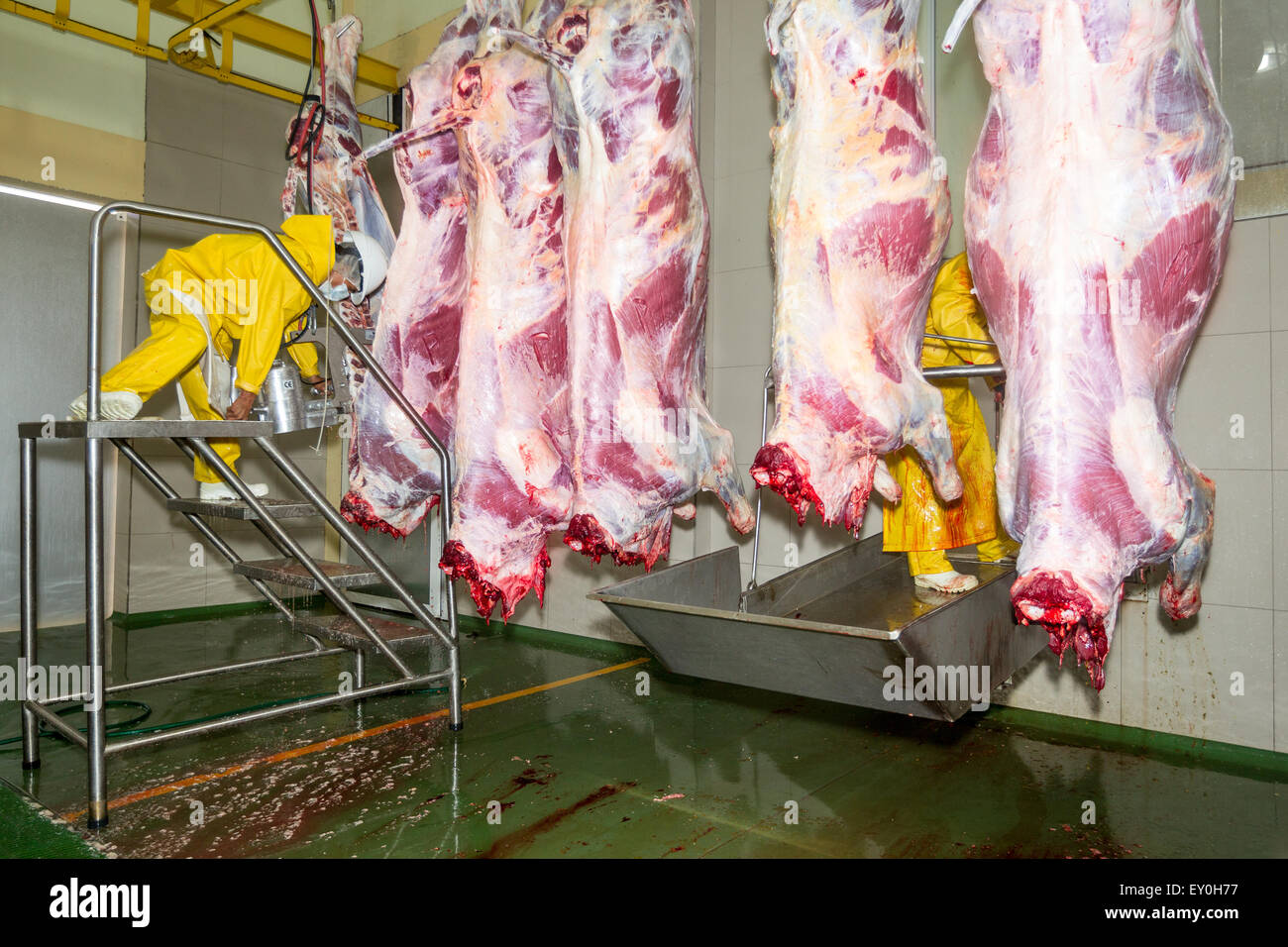 Food Industry Slaughterhouse Cow Production Line Workers Cutting And Splitting Animal Carcasses Stock Photo