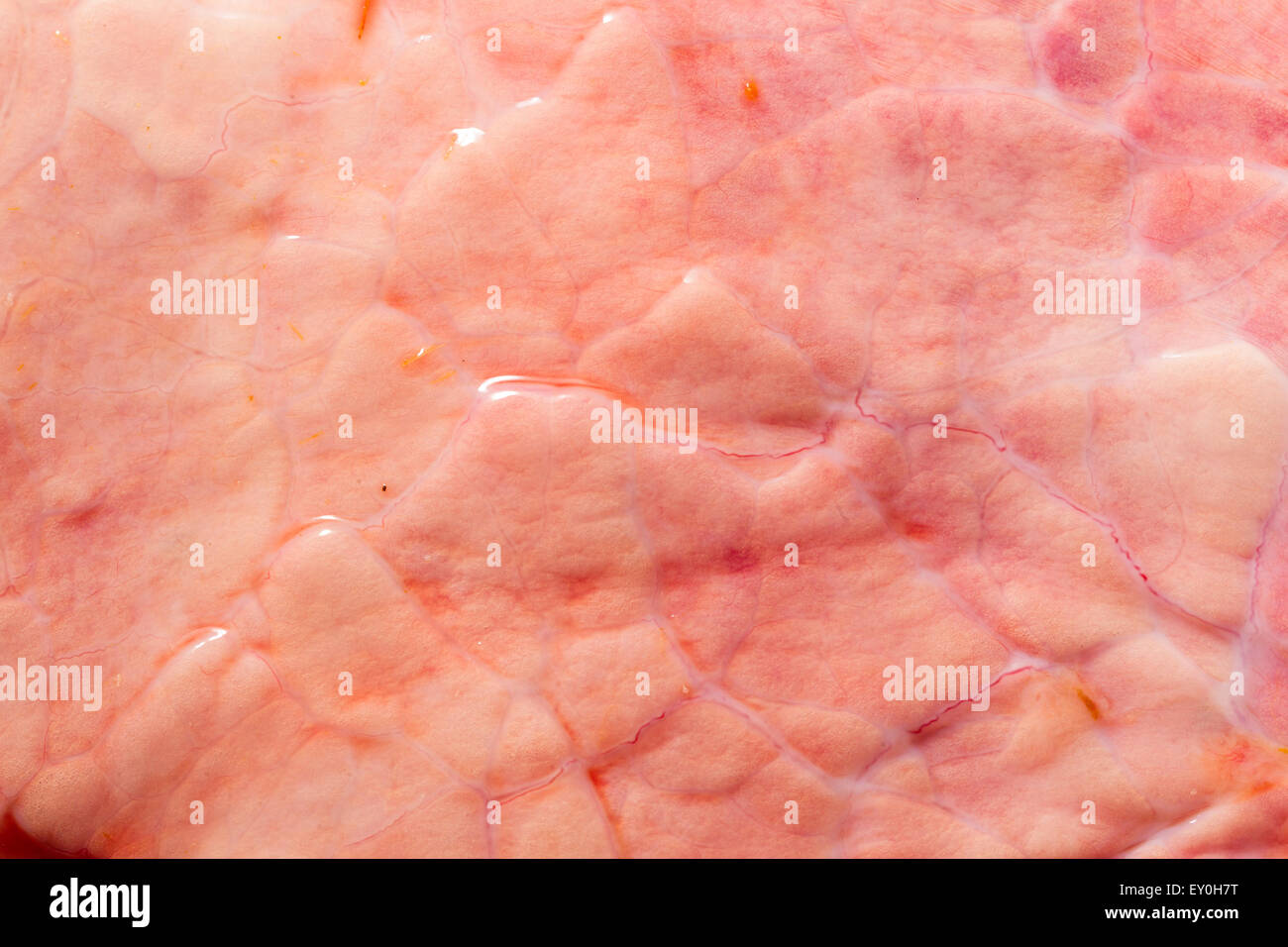 Cow lungs hi-res stock photography and images - Alamy