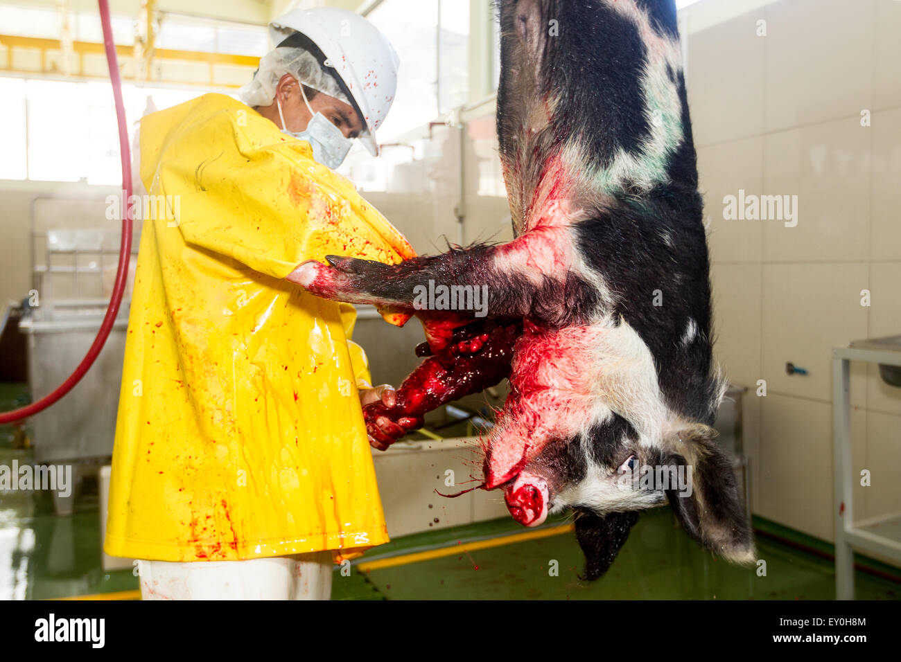 Slaughterhouse Butcher Killing A Pig That Look Straight Into The Camera Focus On Animal Head Stock Photo