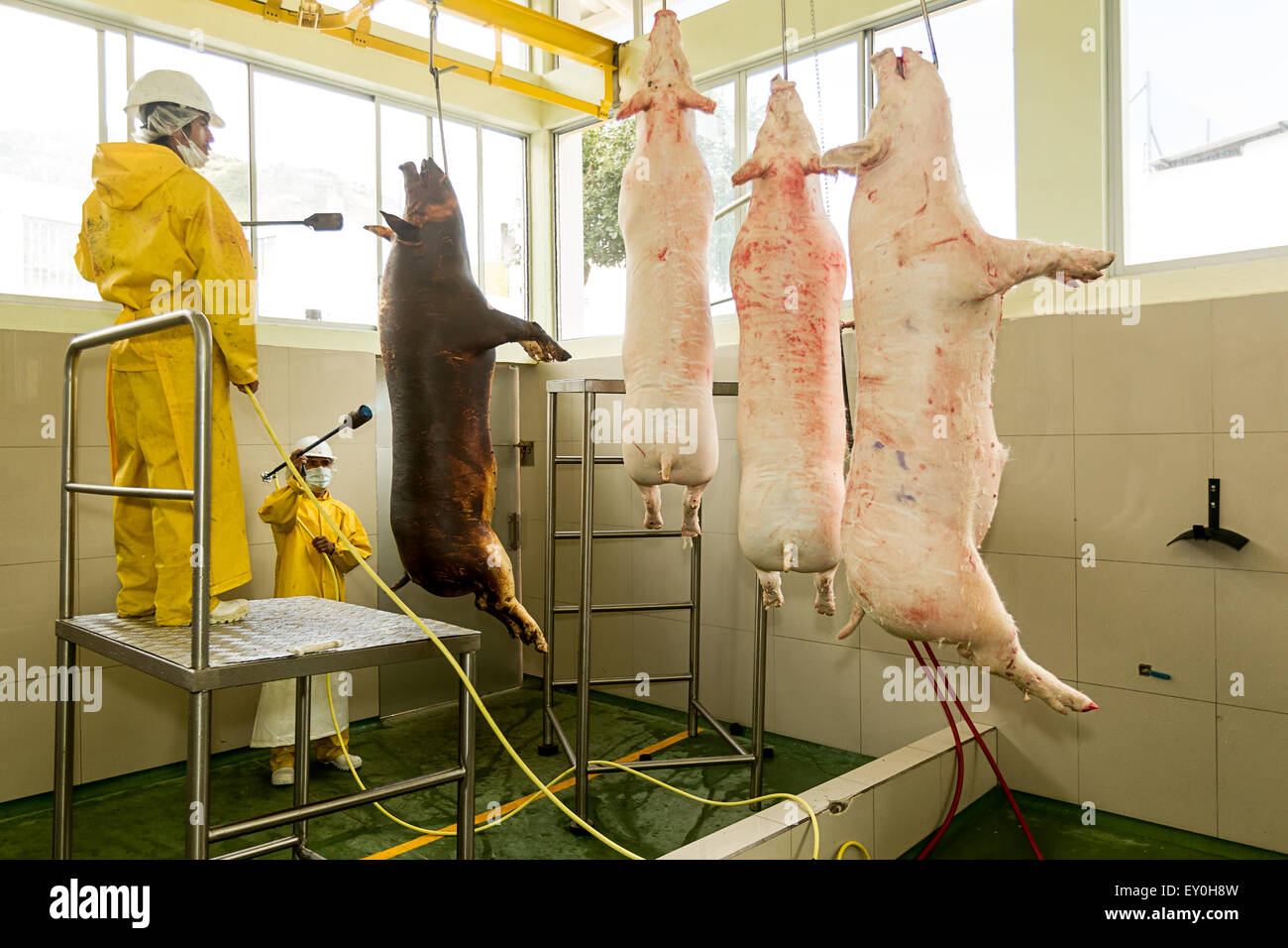 Slaughterhouse Workers Singeing Pork Carcasses In The Red Meat Industry Stock Photo