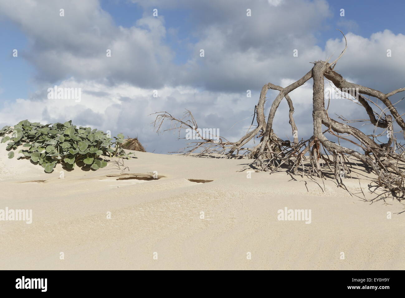 Tangled roots and vegetation on beach dunes in the De Plaat area of Struisbaai Stock Photo