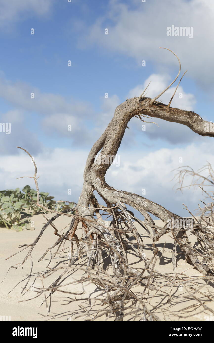 Tangled roots on a beach dune in the De Plaat area of Struisbaai Stock Photo