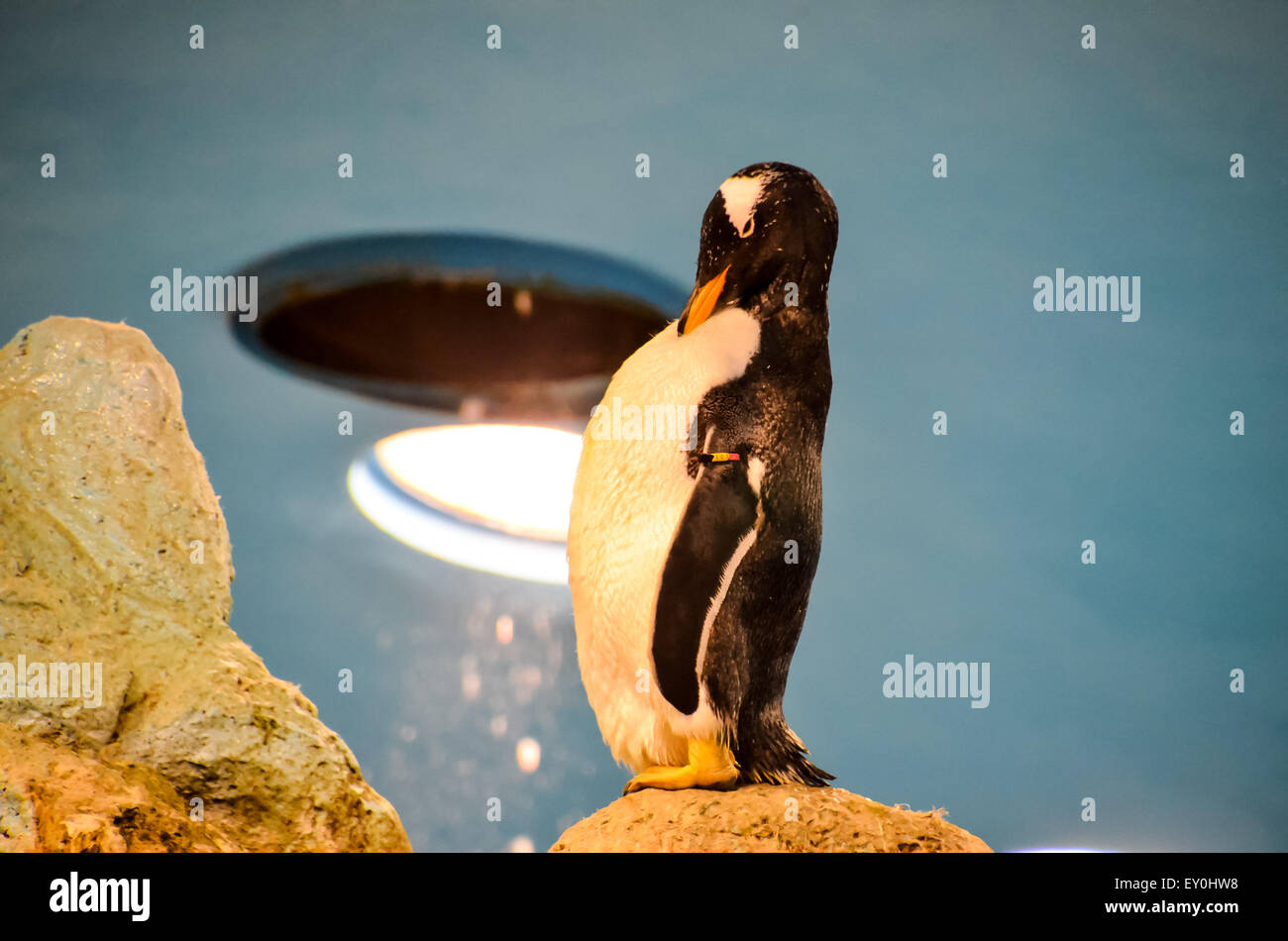 Black and White Penguin Stock Photo