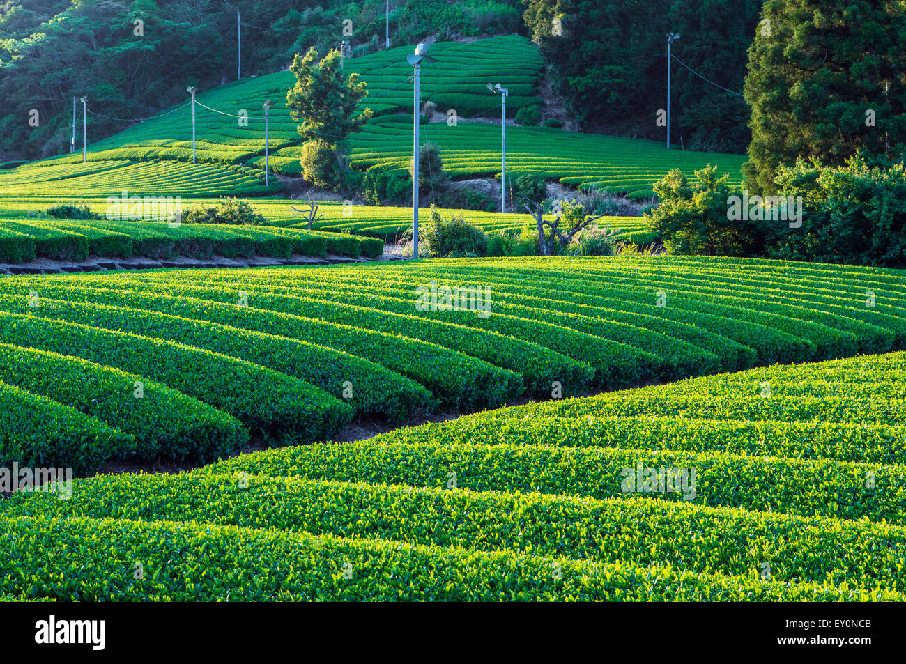 Green tea plantations, chabatake, in Shizuoka, Japan Stock Photo Alamy