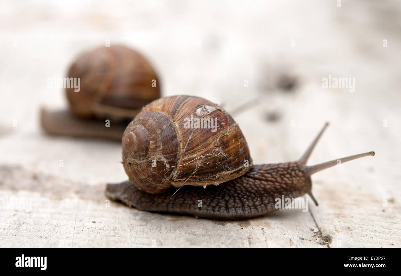 Helix pomatia, common names the Burgundy snail, Roman snail, edible