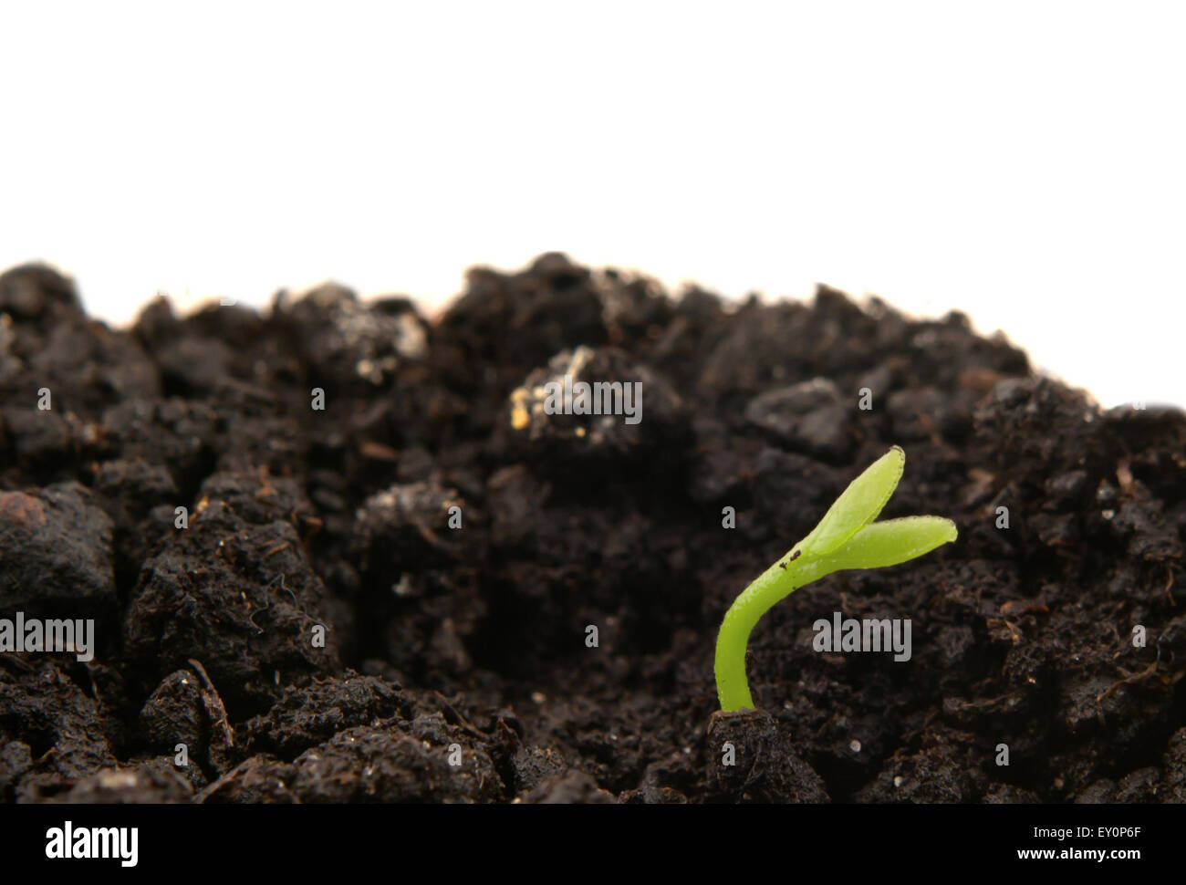 green plant on isolated white background Stock Photo - Alamy