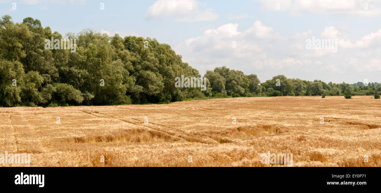 Summer Landscape with Wheat Field and Clouds Stock Photo - Alamy