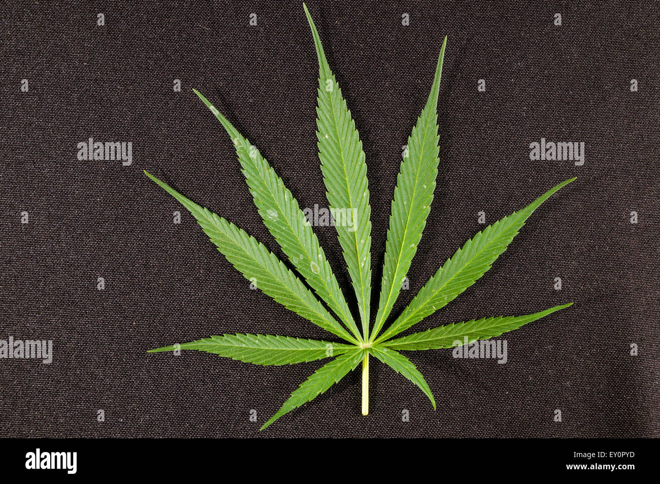 Close up of hemp buds Stock Photo Alamy