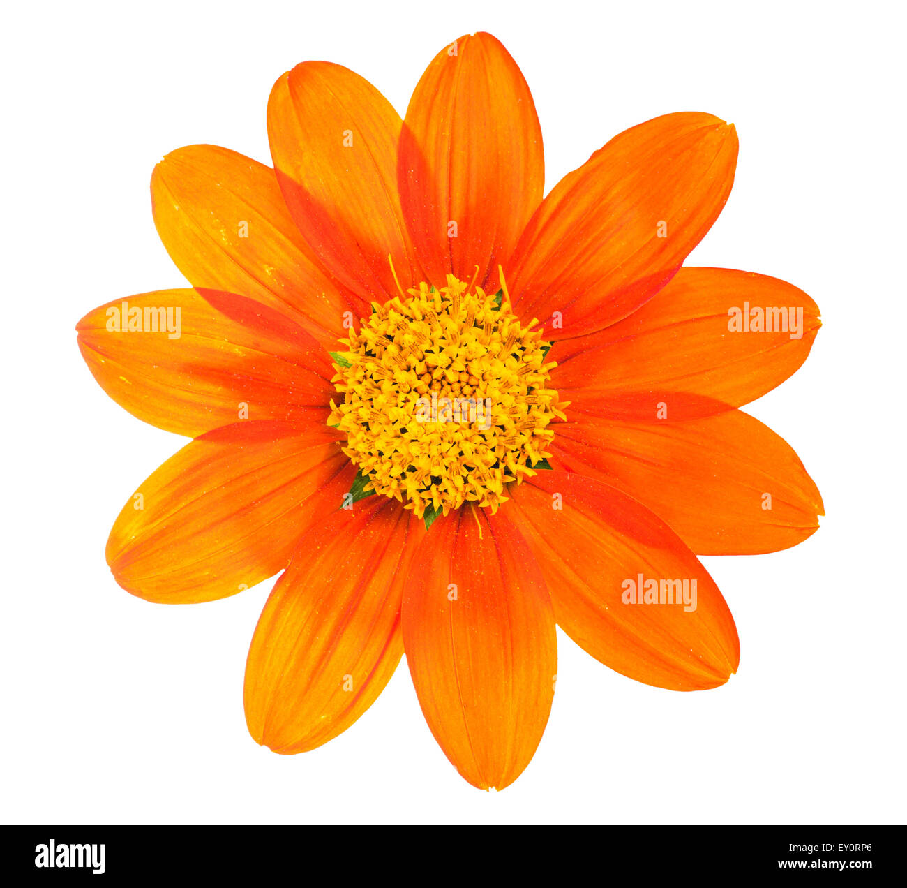 flower isolated on white Stock Photo - Alamy