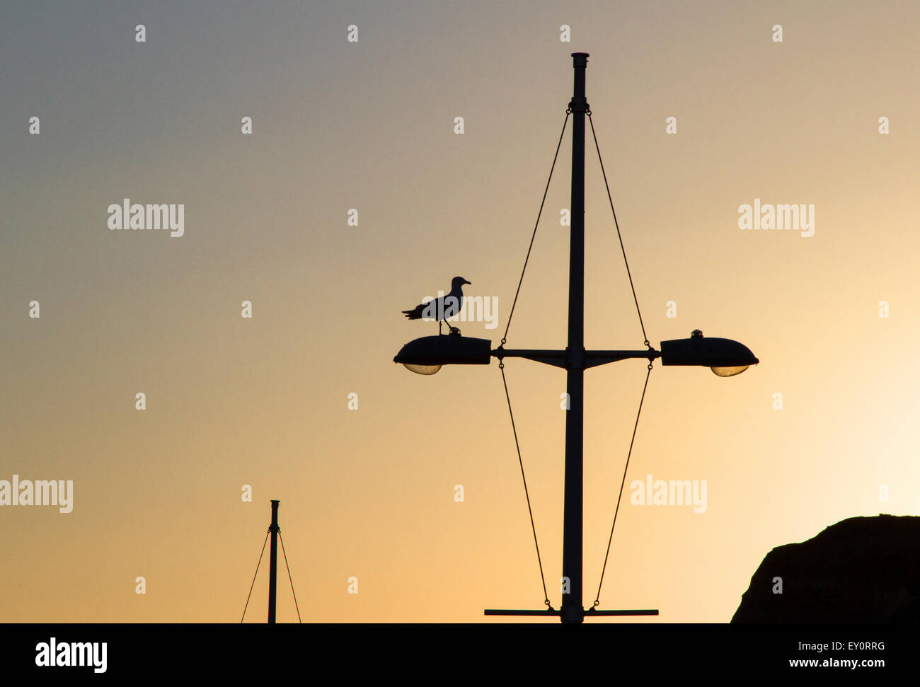 A seagull perched on a streetlight in the setting sun on the Dorset coastline England Uk Stock Photo