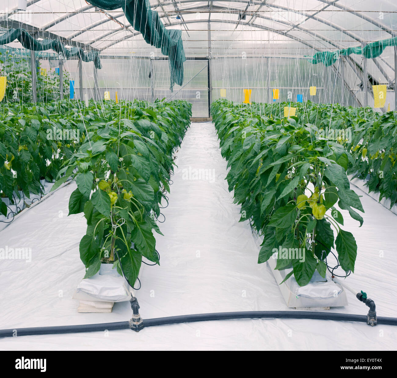 Greenhouse Cultivation of Green Peppers Stock Photo Alamy