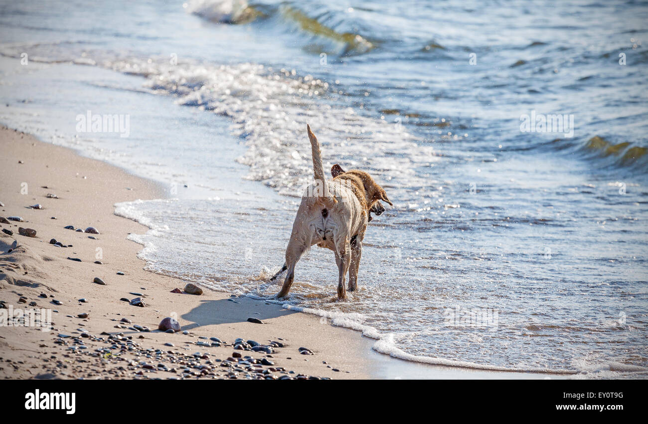 Playing dog on the beach from behind. Stock Photo